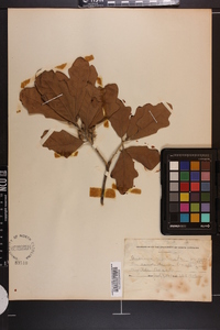 Quercus virginiana image