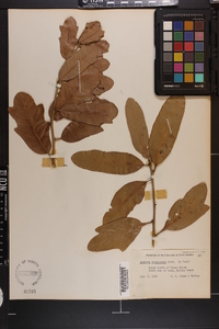 Quercus virginiana image