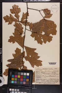 Quercus walteriana image