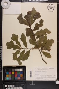 Quercus austrina image