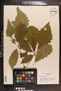 Quercus montana image