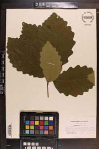 Quercus montana image