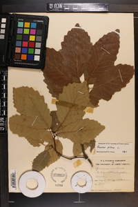 Quercus montana image