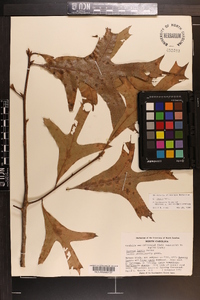 Quercus laevis image