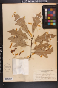 Quercus lyrata image