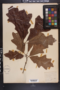 Quercus lyrata image