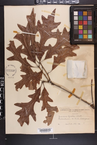 Quercus lyrata image
