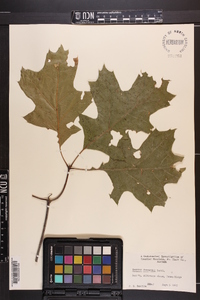 Quercus shumardii image