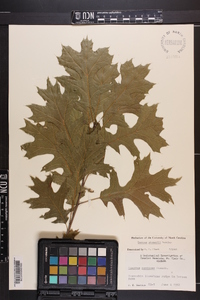 Quercus shumardii image