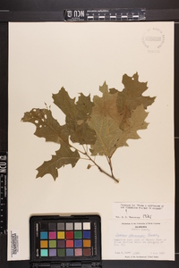 Quercus shumardii image