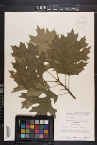 Quercus shumardii image