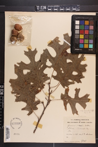 Quercus shumardii image