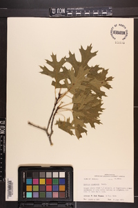 Quercus shumardii image