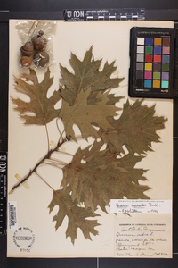 Quercus shumardii image