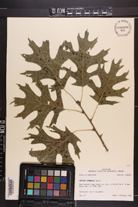 Quercus shumardii image