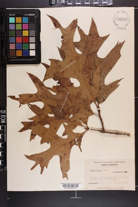 Quercus laevis image