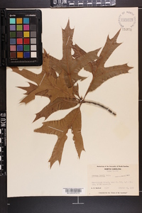 Quercus laevis image