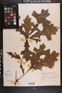 Quercus lyrata image