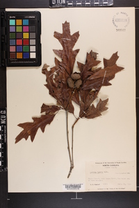 Quercus lyrata image