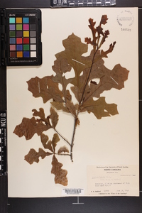 Quercus lyrata image