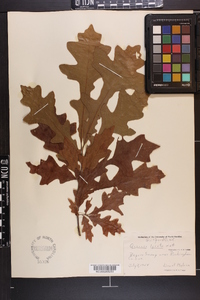 Quercus lyrata image