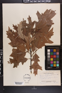 Quercus lyrata image