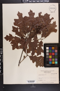 Quercus lyrata image