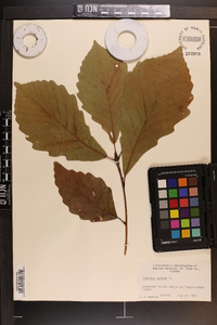 Quercus montana image