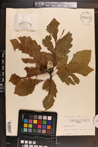 Quercus montana image