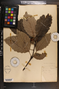 Quercus montana image