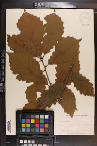 Quercus montana image