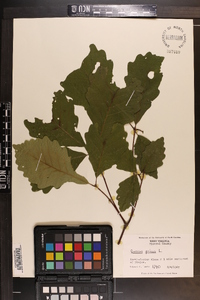 Quercus montana image