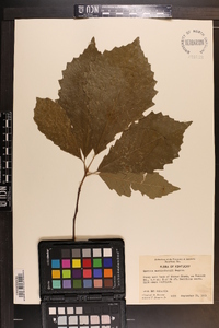 Image Associated With the Occurence