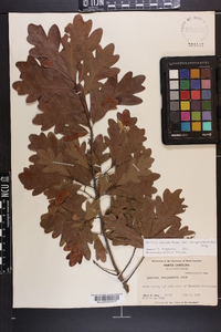 Quercus margaretta image