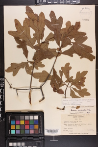 Quercus margaretta image