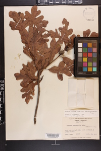 Quercus margaretta image