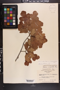 Quercus margaretta image