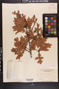 Quercus margaretta image