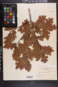 Quercus margaretta image