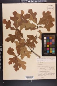 Quercus margaretta image