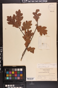 Quercus margaretta image