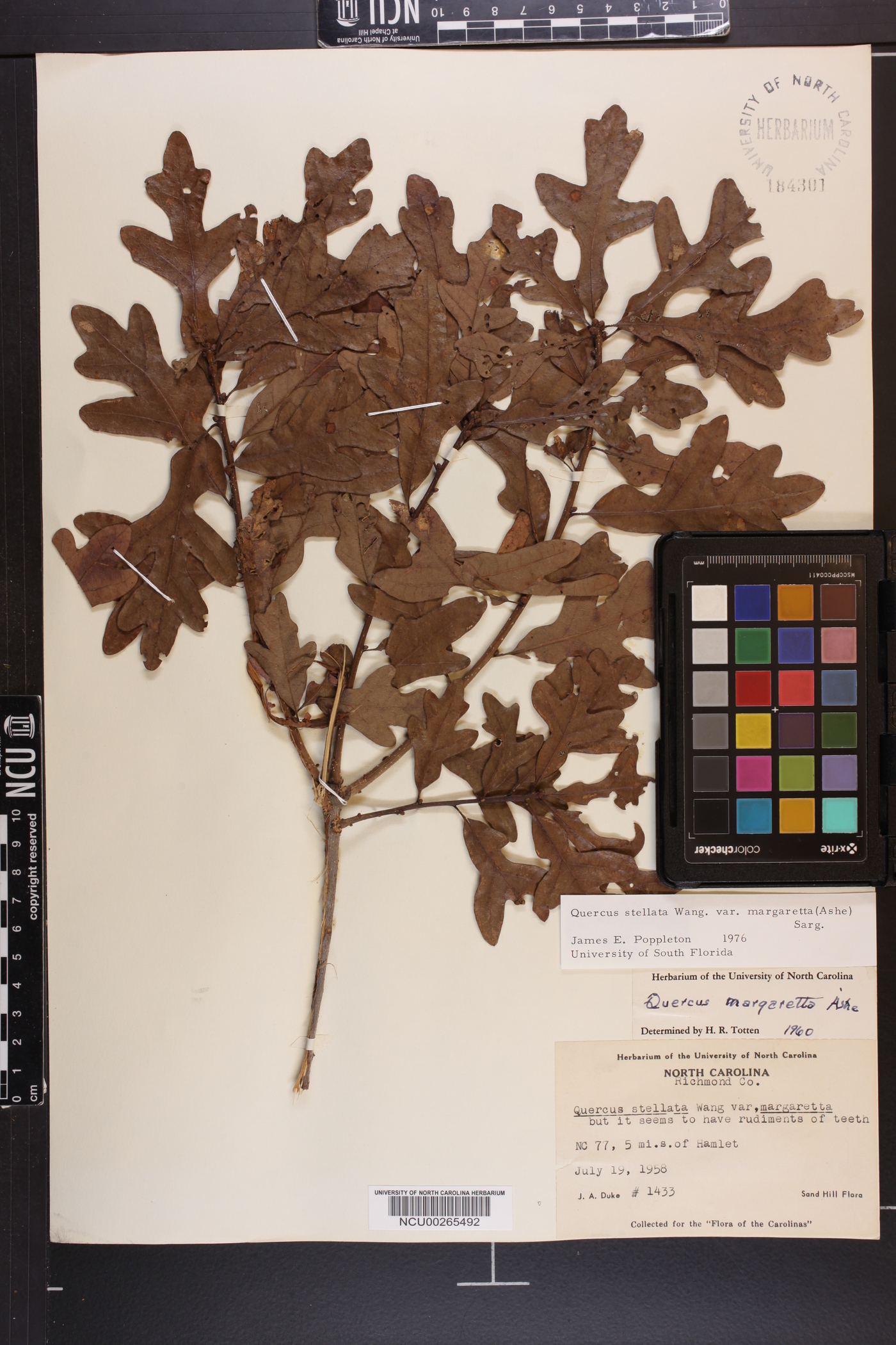 Quercus margaretta image