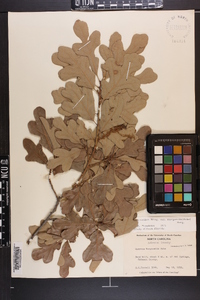 Quercus margaretta image