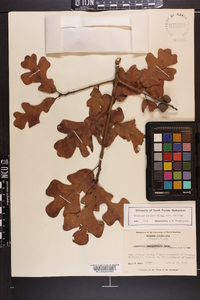 Quercus margaretta image