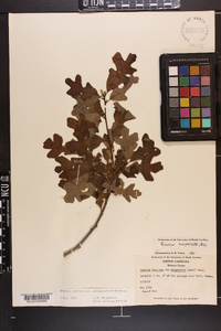 Quercus margaretta image