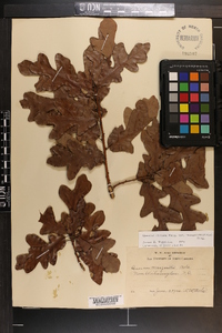 Quercus margaretta image