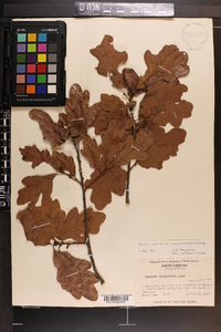 Quercus margaretta image