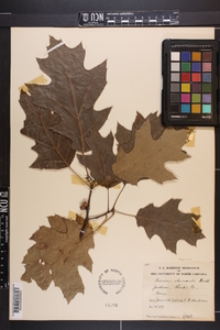 Quercus shumardii image