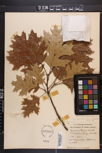 Quercus shumardii image