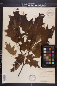 Quercus shumardii image